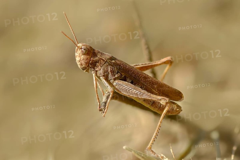 Acrididae, brown grasshopper, caelifera, chorthippus brunneus, field locusts, gomphocerinae, short-feeler, common field grasshopper, grasshopper, grasshoppers, insects, male