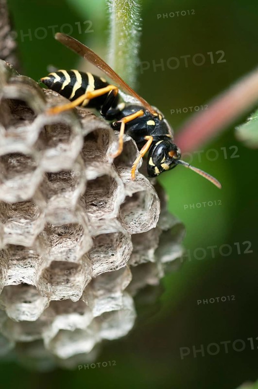 Eumenidae, hymenoptera, polistes nimpha, heath paper wasp, hymenoptera, polistes nimpha, solitary wrinkled wasps, vespidae, wrinkle wasp, field wasp, high size, portrait format, insects, insects