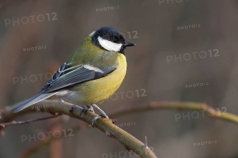 Great tit, great tit, parus major, birds, tits, passeri, songbirds, songbirds, tits, birds