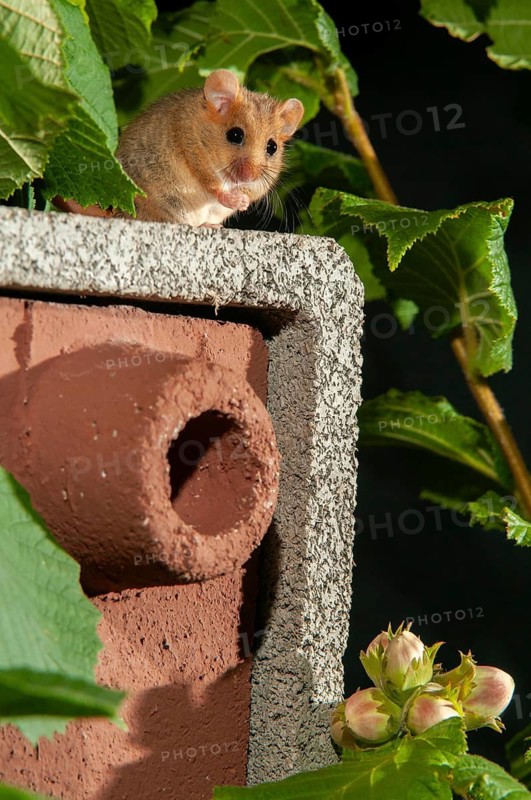 Hazel vole, Hazel dormouse, Muscardinus avellanarius, rodents, rodentia, bilche, dormice, dormouse, high size, portrait format, mammals, nesting aid, nesting box, rodents, sleepers, mammals