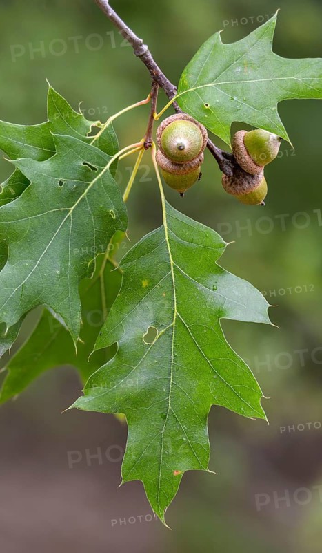 American tip oak, beech family, fagaceae, quercus rubra, red oak, tree, trees, flora, high size, vertical format, northern red oak, plants, tree
