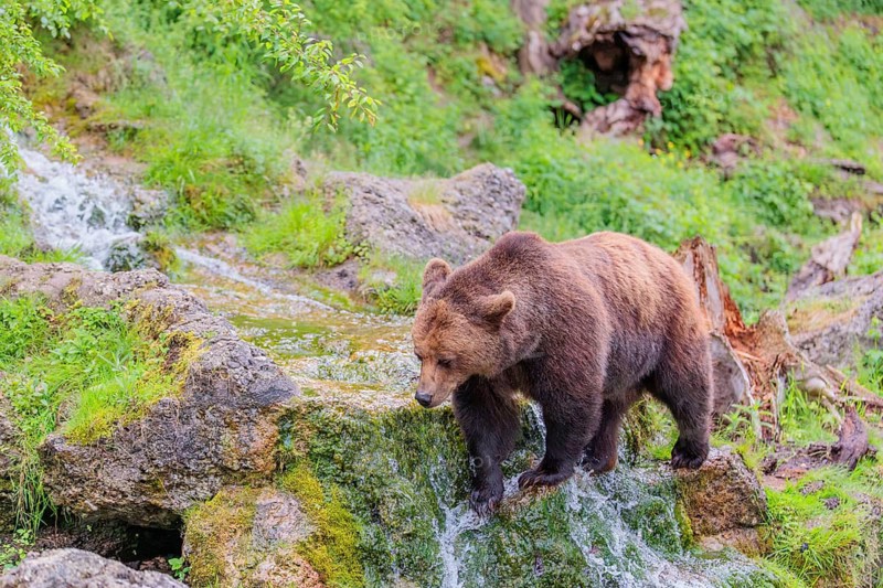 A female brown bear (Ursus arctos arctos) is walking through dense vegetation in hilly terrain, crossing streams and small waterfalls along the way. Transylvania, Romania