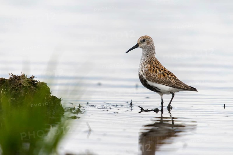 Alpine sandpipers, Calidris alpina, Dunlin, birds, breeding plumage, charadriiformes, limikolen, magnificent dress, snipe birds, scolopacidae, birds, waders, waders