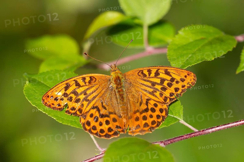 Silver-washed fritillary butterfly (Argynnis paphia) adult insect resting on a leaf in summer, England, United Kingdom