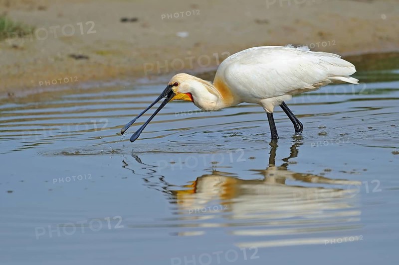 Löffler looking for food. Texel. The Netherlands Spoonbill feeding. Texel island. Netherlands