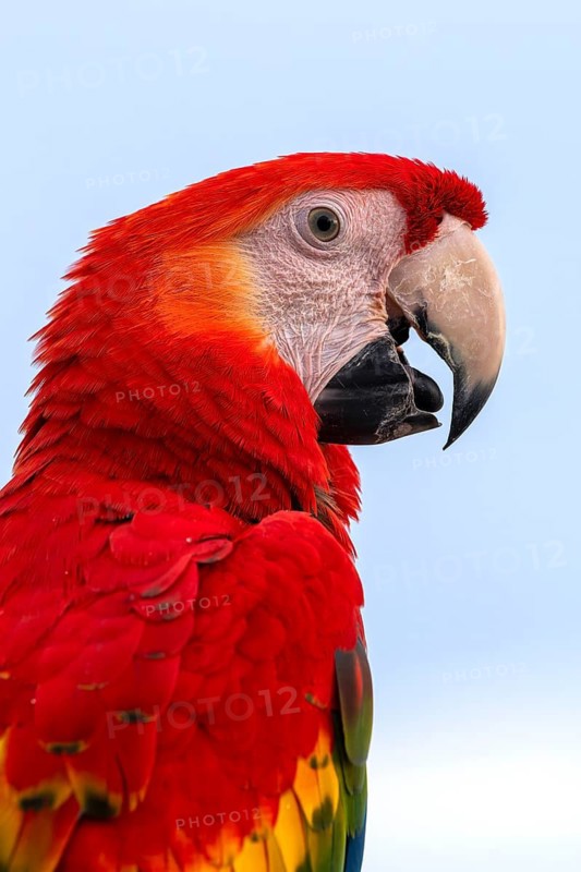 Scarlet Macaw (Ara macao), Jomtien, Thailand
