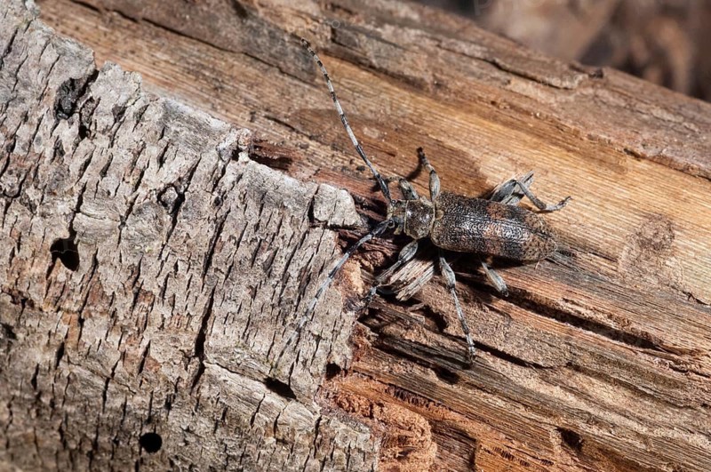 Lindenbock, Oplosia cinerea, Oplosia fennica, Deadwood Lindenbock, Beetle, Longhorn, Coleoptera, Deadwood, Insects, Beetles, Deadwood