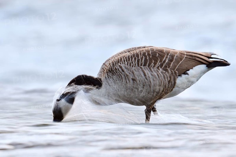 A Canada goose (Branta canadensis) foraging in the water, North Rhine-Westphalia, Germany