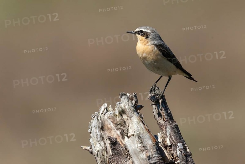 Brandenburg, Germany, Nabu, Nabu Project, National Natural Heritage, Grünhaus Nature Paradise, Önanthe Oenanthe, Steinschmätzer, Wheatear, post-mining landscape, Birds, Grünhaus, Passeri, songbirds, birds