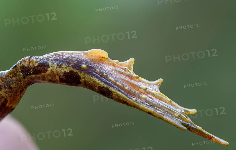 Small water frog, pelophylax lessonae, pool frog, rana lessonae, water frog, amphibian, amphibian, heel hump, frog, foot, amphibian