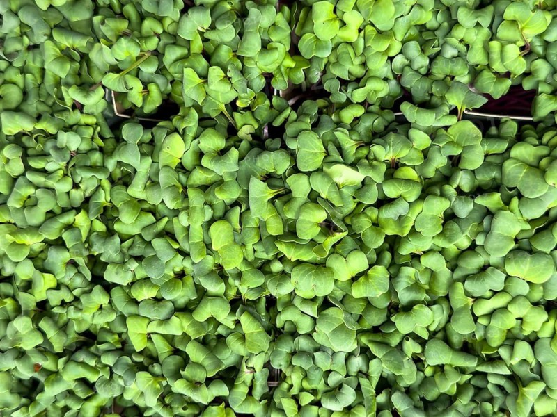 Organic radish cress, radish cress, radish seedlings (Raphanus sativus), international