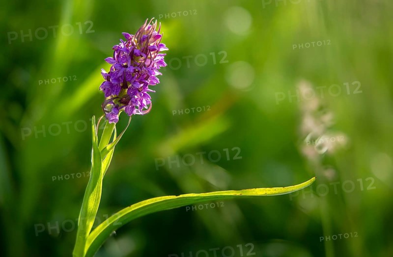 Dactylorhiza incarnata, flesh-colored orchid, orchidaceae, orchids, orchid family, stiff-leaved orchid, early marsh orchid, flora, plants, plants
