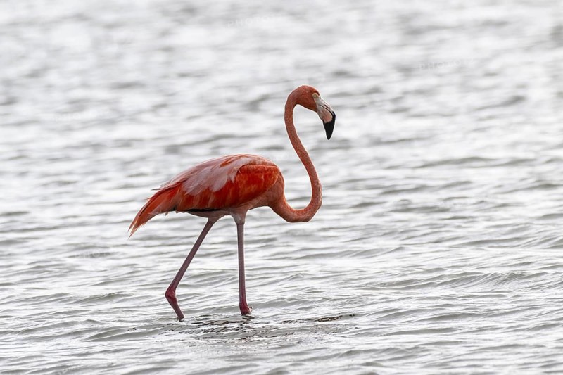 Cuba flamingo (Phoenicopterus ruber), Curacao