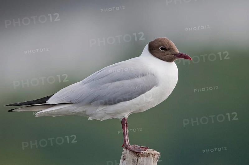Black-headed gull, Chroicocephalus ridibundus, black-headed gull, Larus ridibundus, birds, charadriiformes, gulls, limicols, seagulls, birds