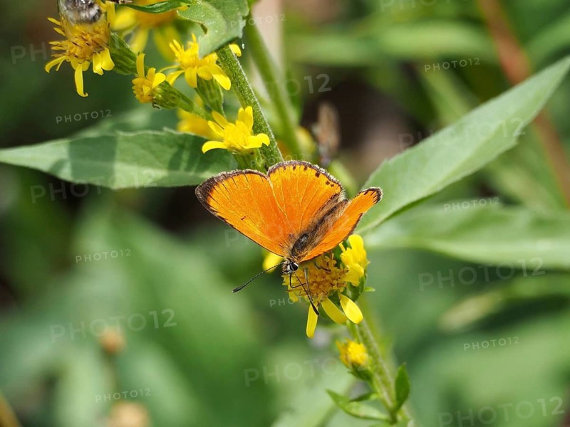 An orange butterfly, the Duke of Burgundy (Lycaena virgaureae), feeds on nectar from yellow flowers, Goms, Canton of Valais, Switzerland