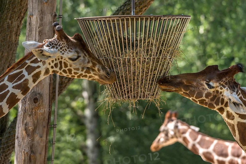 Two reticulated giraffes (Giraffa reticulata) at the feeding trough, Nuremberg Zoo, Middle Franconia, Bavaria, Germany