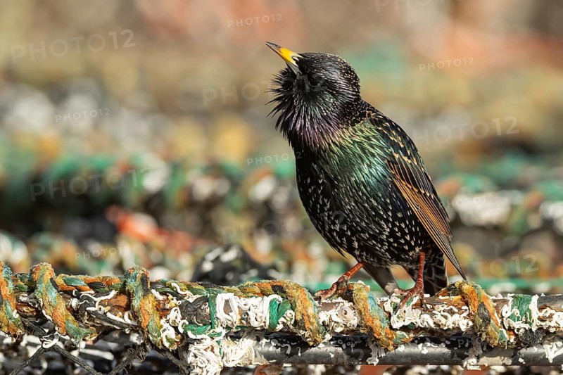 European or Common starling (Sturnus vulgaris) adult bird singing on a lobster pot in a harbour, England, United Kingdom