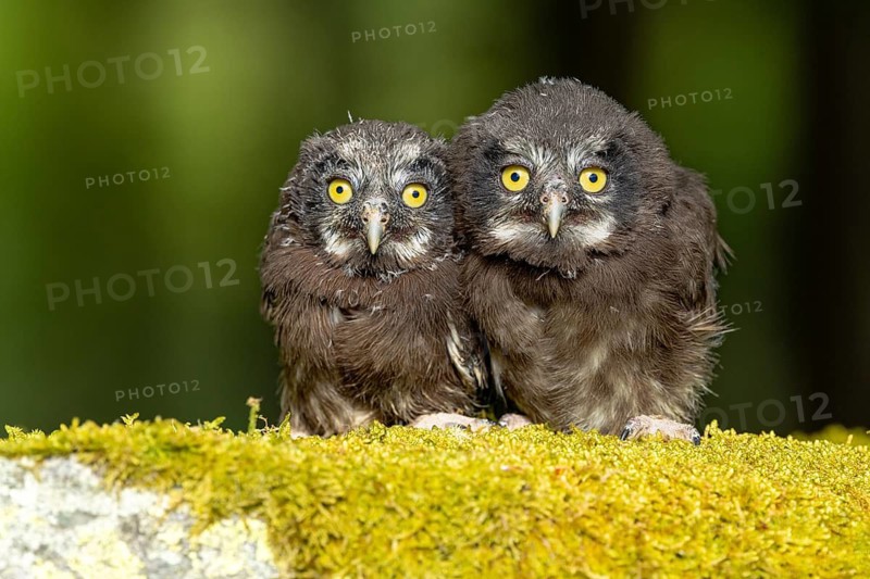Two young-looking owls sitting close together on a moss-covered branch, Tengmalm's owl (Aegolius funereus), Tengmalm's Owl, chicks, young birds, young owls, siblings, nest, moss, alert, together, in spring, Bohemian Forest, Czech Republic