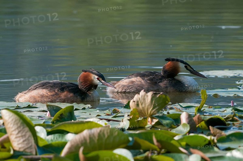 Great crested grebes, podiceps cristatus, birds, grebes, podicipedidae, divers, birds, waterbirds, waterbirds