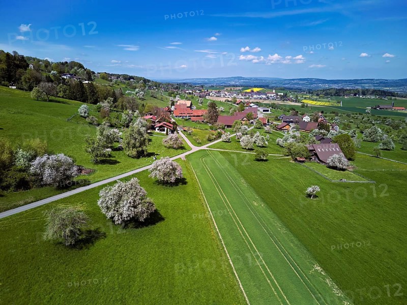 Flowing fruit trees in the hamlet of Wiggwil, Beinwil, Freiamt, Canton of Aargau Switzerland