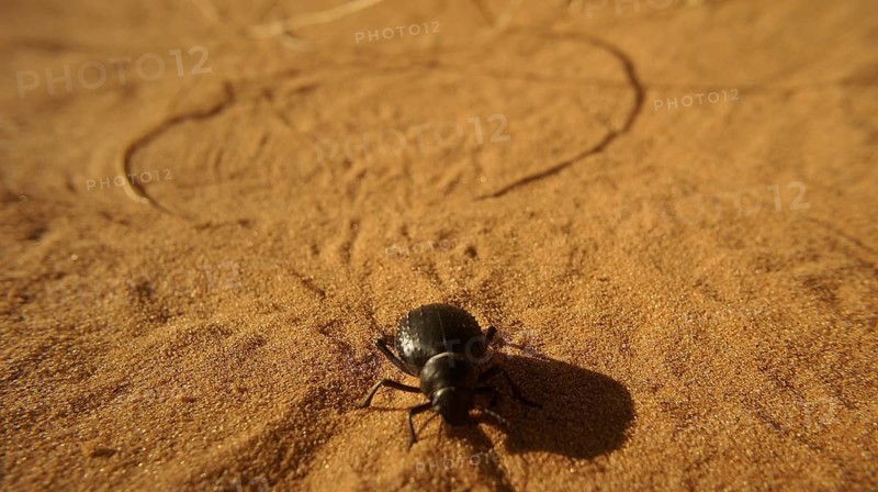 A black beetle (asbolus verrucosus) crawling over the desert sand, leaving fine tracks, Merzouga, Erg Chebbi, Morocco