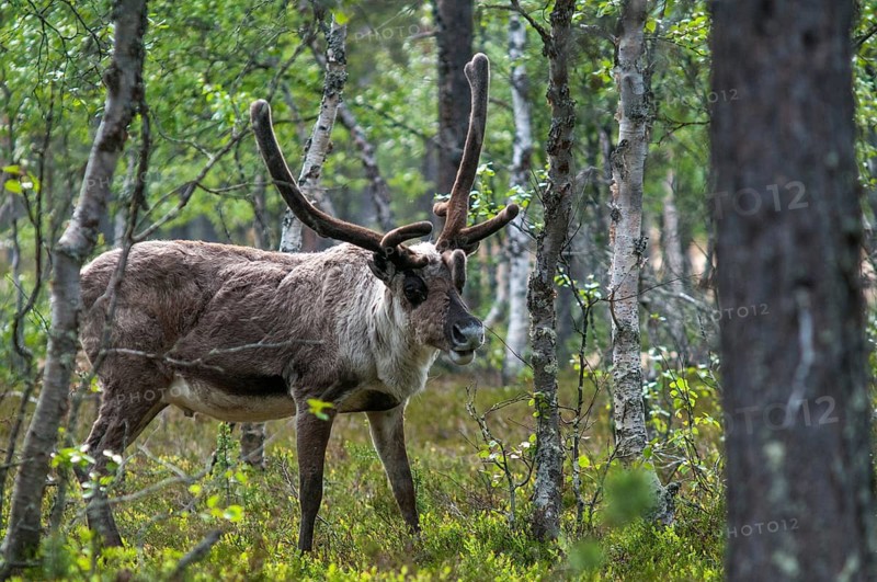 Artiodactyla, even-toed ungulate, Finland, cloven-hoofed, rangifer tarandus, reindeer, reindeer, mammals, mammals