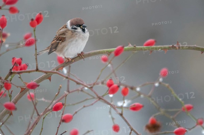 Tree Sparrow, Dog Rose, Passer Montanus, Rosa Canina, Rosaceae, Rose Family, Sparrow, Autumn, Birds, Dog Rose, Flora, Rose Hip, Autumn, Passeri, Plants, Songbirds, Sparrow, Sparrow, Sparrow, Sparrow, Sparrow, Sparrow, Sparrow