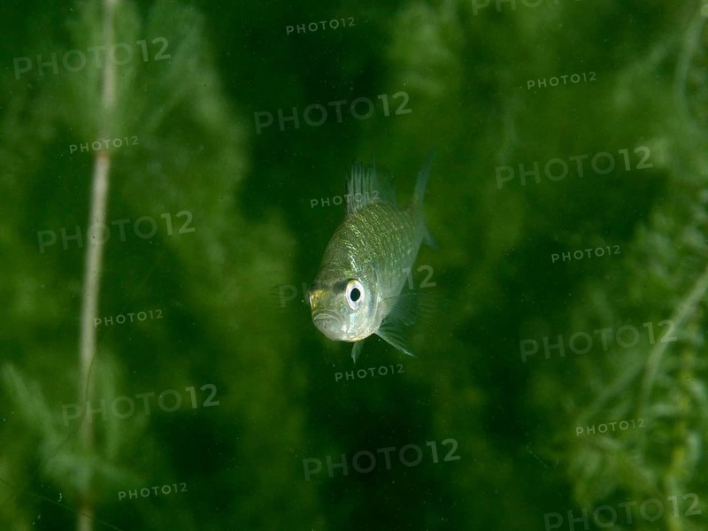 A juvenile pumpkinseed sunfish (Lepomis gibbosus) swims amongst dense underwater vegetation at the Baumgärtli dive site, Lake Zug, Lake Immen, Canton of Schwyz, Switzerland