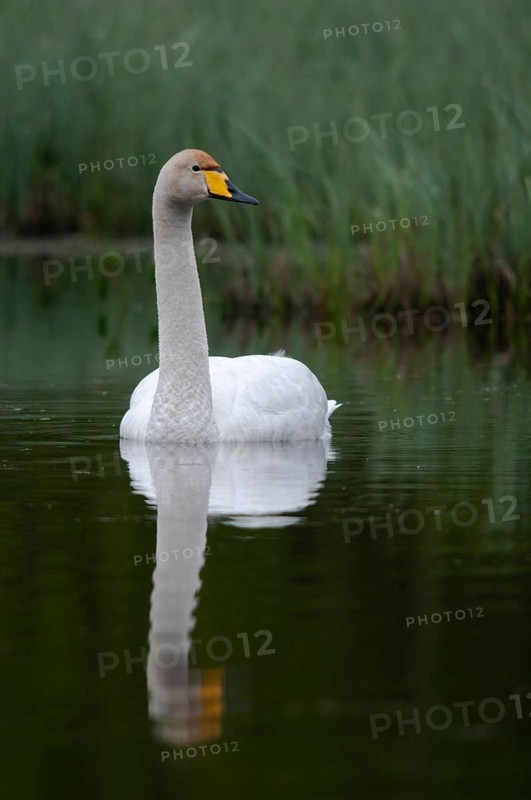 Cygnus Cygnus, Sweden, Singing Swan, Whooper Swan, Anatidae, Birds, Duckbirds, High Size, Portrait, Swan, Swans, Sweden, Birds, Waterbirds