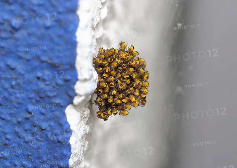 Garden cross spider, garden cross spider, garden cross spiders (Araneus diadematus), young animals in a cocoon, on a house wall, North Rhine-Westphalia, Germany