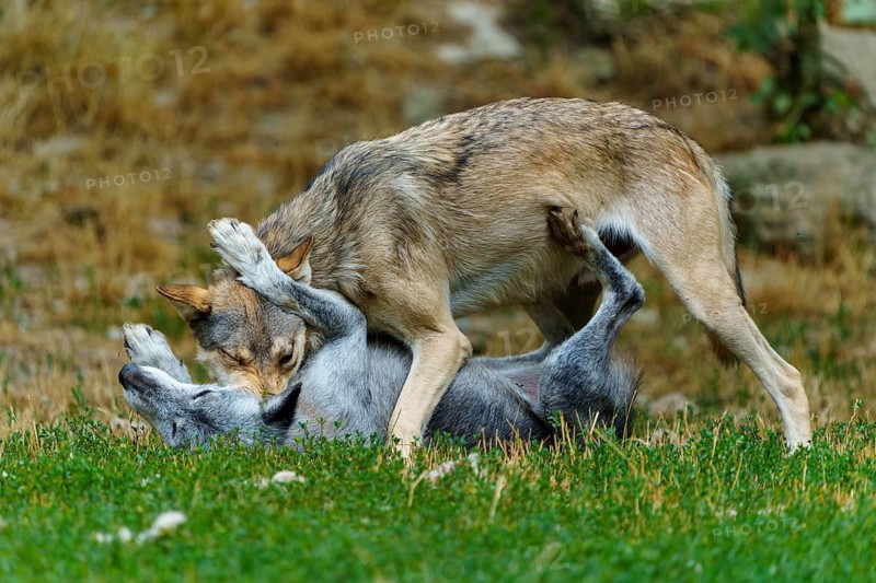 Timberwolf, wolf, American wolf (Canis lupus lycaon), Germany, two wolves playing in the grass, one is lying on its back whilst the other stands over it