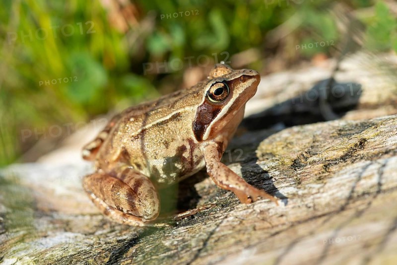 Moor frog, moor frog, rana arvalis, amphibians, amphibians, frog, frogs, amphibians