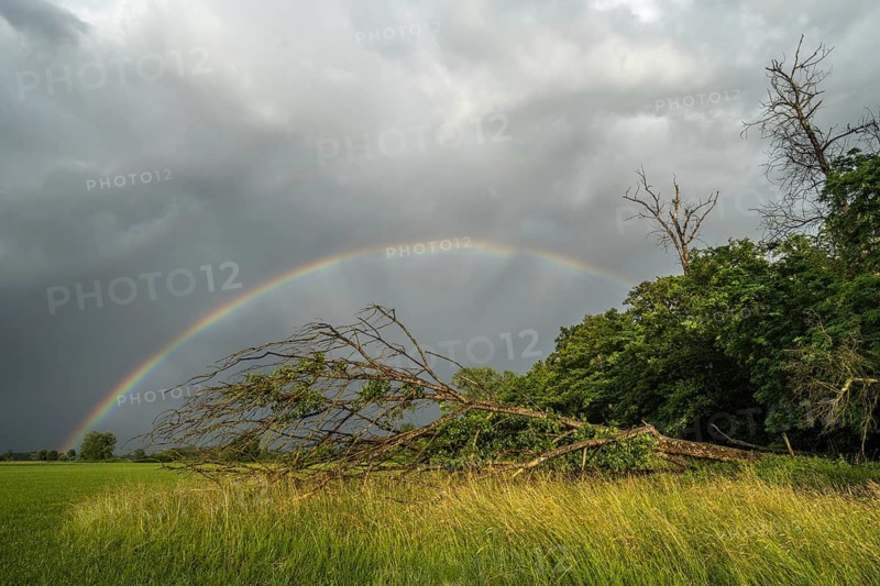 A rainbow appears in a cloudy sky over a field. A tree has fallen down and testifies to the consequences of the recent storm in the countryside. Bas-Rhin, Alsace, France