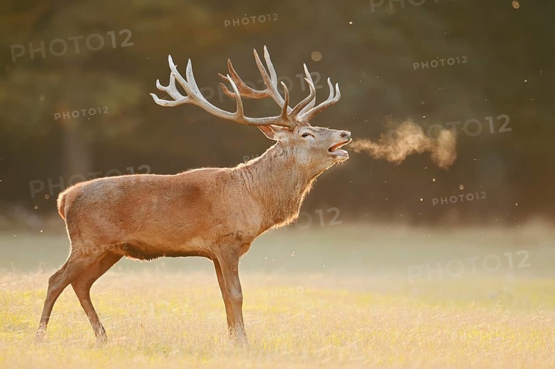 Red deer (Cervus elaphus), a stag standing in a meadow bellowing, rutting season, North Rhine-Westphalia, Germany