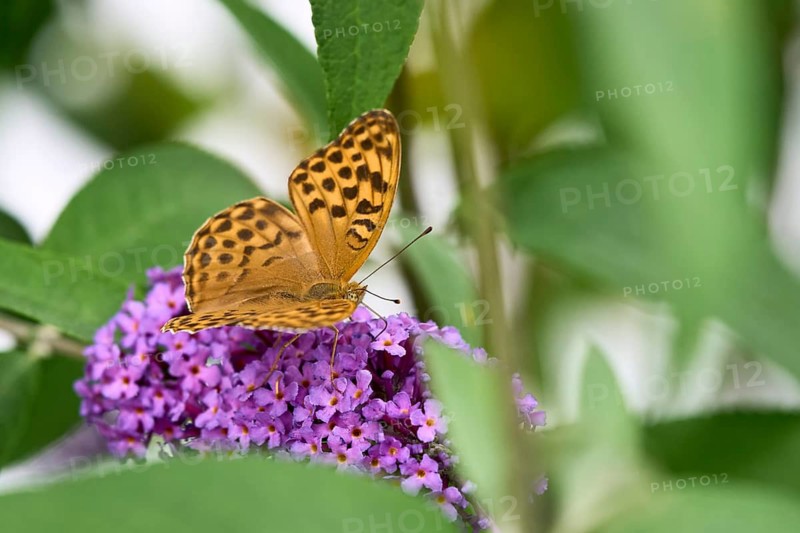 Silver-washed Fritillary (Argynnis paphia) butterfly Feeding on Purple Buddleia Flower with Soft Green Background