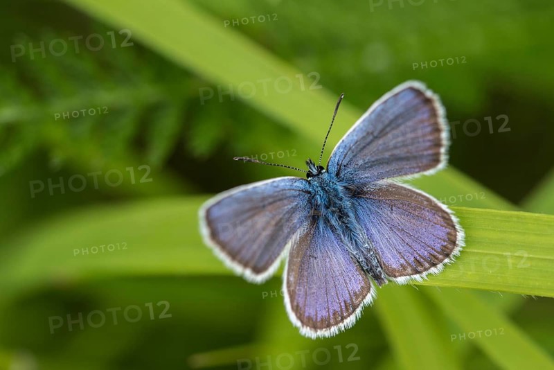 Damon blue, large esparset blue, polyommatus damon, striped blue, white dagger blue, butterfly, insects, butterfly, butterflies, butterflies