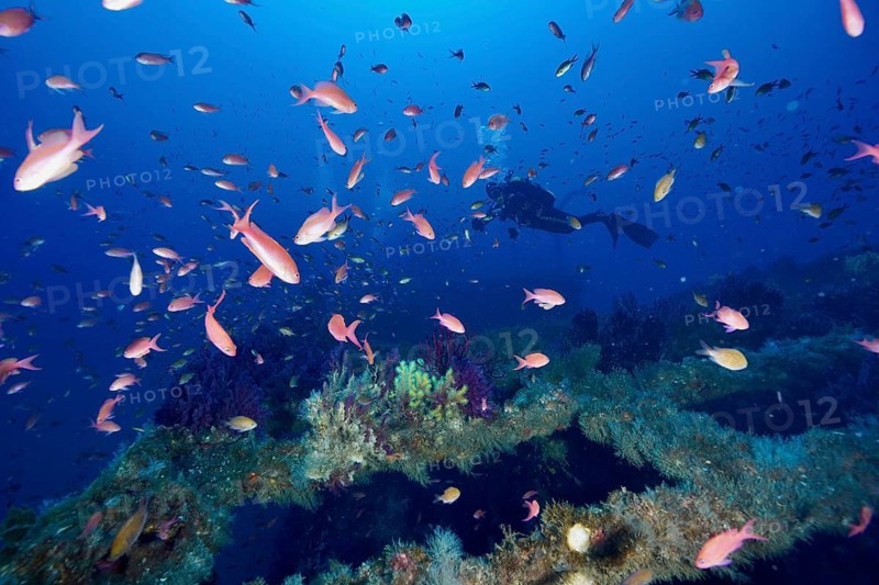 A diver swims through colourful schools of Mediterranean anthias (Anthias anthias) above a shipwreck at the Le Grec wreck dive site, Giens Peninsula, Provence-Alpes-Côte d'Azur, France