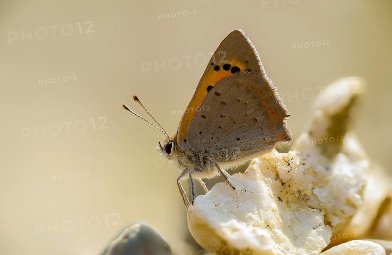 Moth, small moth, Lycaena phlaeas, small copper, butterfly, insects, butterfly, butterflies