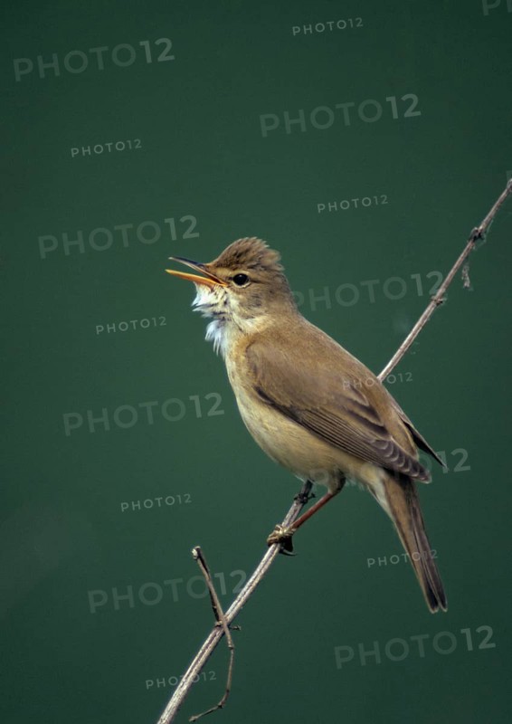 Acrocephalus palustris, marsh warbler, birds, song, high size, portrait, leo, male, male, passeri, singing, songbirds, birds, warbler