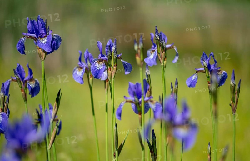 Blue iris, iris sibirica, Siberian flag, Siberian iris, Siberian iris, meadow iris, flora, plants, plants