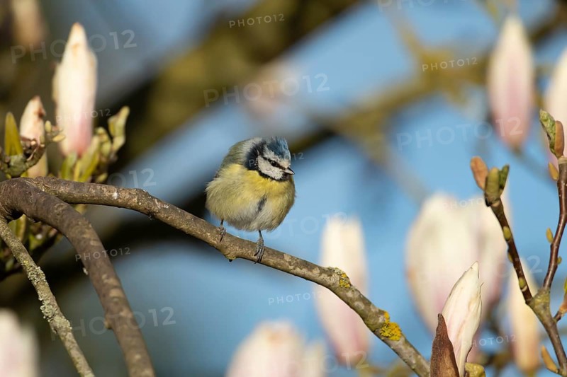 Blue tit (Cyanistes caeruleus) adult garden bird on a magnolia tree branch in springtime, England, United Kingdom