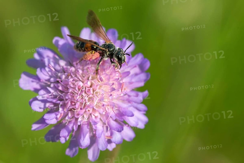 Andrena hattorfiana, apidae, bees, hymenoptera, crumpet sand bee, large scabious mining bee, sand bee, female, insects, insects, female