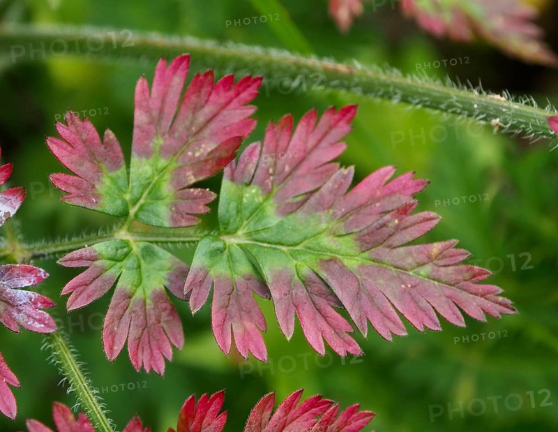 A close-up of green leaves with pink tips of cow parsley (Anthriscus sylvestris) showing details and texture in their natural setting, Goms, Canton of Valais, Switzerland