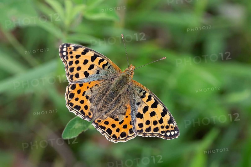 Argynnis Lathonia, Issoria Lathonia, Little Mother of Pearl Butterfly, Queen of Spain Fritillary, Butterfly, Insects, Butterfly, Butterflies