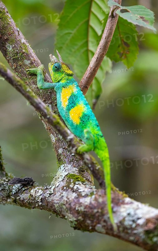 Three-horned chameleon (Trioceros jacksonii), male, between leaves on a branch, Bwindi Impenetrable Forest National Park, Uganda