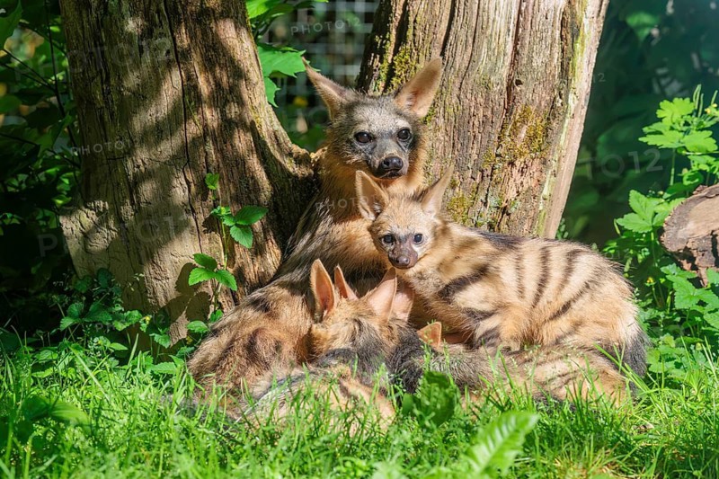 A female aardwolf (Proteles cristatus) rests together with her young near a tree on a sunny day. Captive