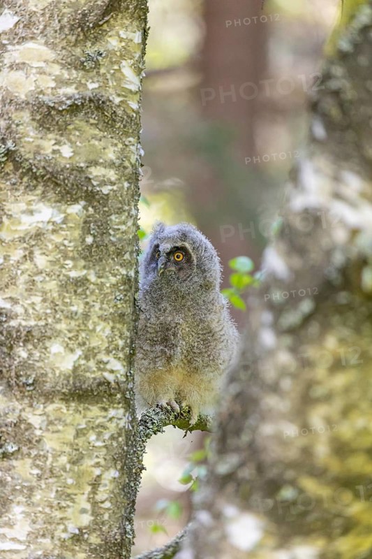 One young long-eared owl (Asio otus), sitting on a branch of a tree. Green vegetation in the background