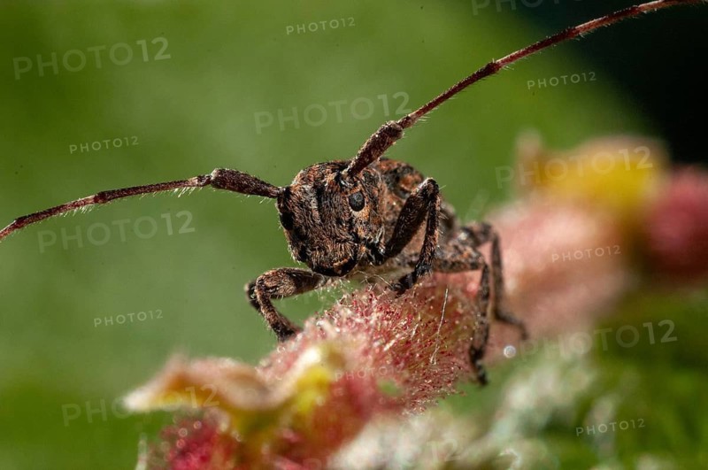 Bind eyeboat, gray-bonded eyespot, mesosa nebulosa, white-clouded longhorn beetle, beetle, longhorn beetle, coleoptera, insects, beetles