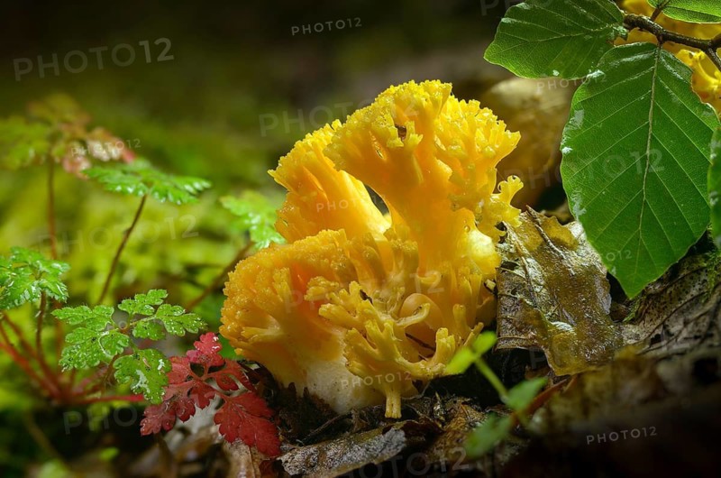 Yellowish coral, yellowing coral, ramaria flavescens, pink coral, fungi, fungi, fungi, mushrooms