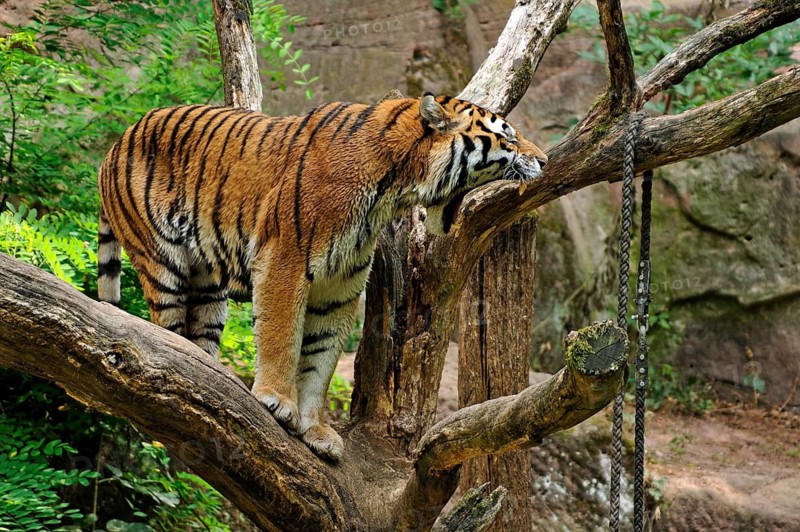 A yawning Siberian tiger (Panthera tigris altaica) with wet fur on a dead tree, Nuremberg Zoo, Am Tiergarten 30, Nuremberg, Middle Franconia, Bavaria, Germany